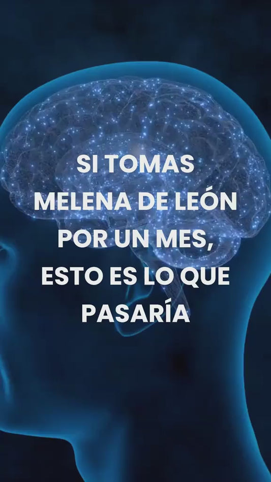 MELENA DE LEÓN MUSHROOM